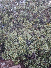 Quercus alnifolia