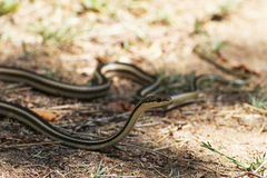 Dromicodryas bernieri