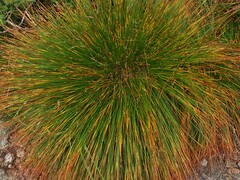 Trichophorum cespitosum