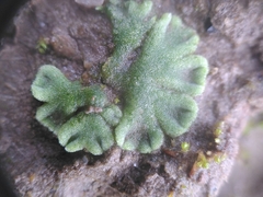 Riccia glauca