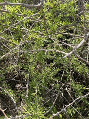 Rhamnus lycioides