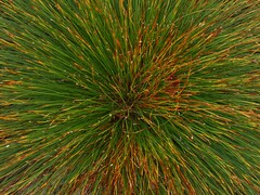 Trichophorum cespitosum