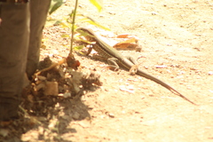 Aspidoscelis guttatus