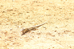 Aspidoscelis guttatus