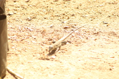 Aspidoscelis guttatus