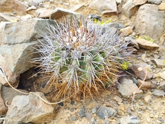 Copiapoa coquimbana