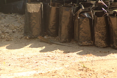 Aspidoscelis guttatus