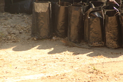 Aspidoscelis guttatus