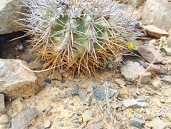Copiapoa coquimbana