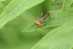 Cantharis
