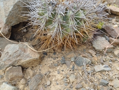 Copiapoa coquimbana