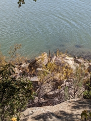 Cephalanthus occidentalis