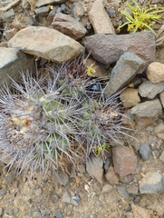 Copiapoa coquimbana