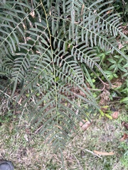 Pteridium caudatum