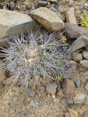 Copiapoa coquimbana