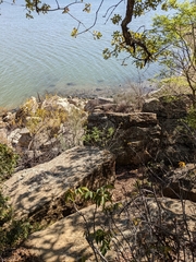 Cephalanthus occidentalis