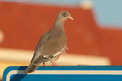 Patagioenas corensis