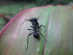 Polyrhachis armata