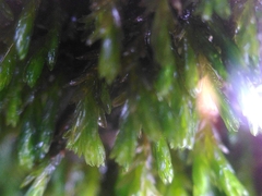 Cinclidotus riparius