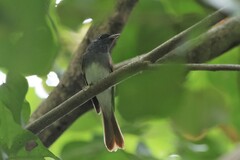 Terpsiphone atrocaudata