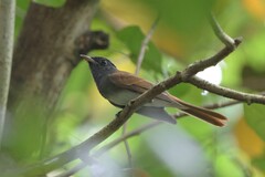 Terpsiphone atrocaudata