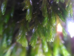 Cinclidotus riparius