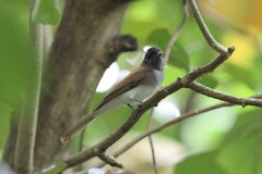 Terpsiphone atrocaudata