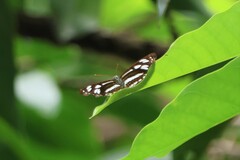 Phaedyma columella
