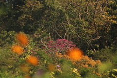 Handroanthus impetiginosus