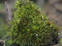 Ephemerum serratum