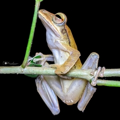 Polypedates occidentalis