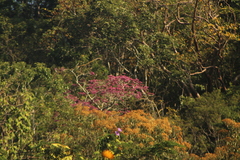 Handroanthus impetiginosus