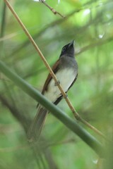 Terpsiphone atrocaudata