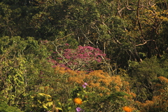 Handroanthus impetiginosus