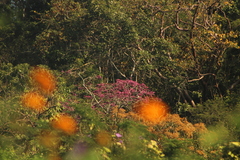 Handroanthus impetiginosus