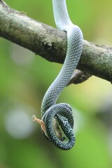 Chrysopelea paradisi