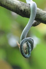 Chrysopelea paradisi