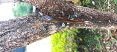 Boaedon fuliginosus