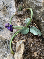 Muscari inconstrictum