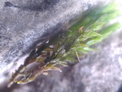 Cinclidotus riparius