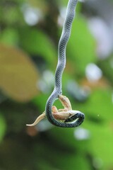 Chrysopelea paradisi