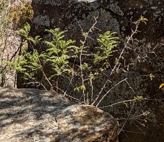Brickellia cylindracea