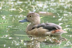 Dendrocygna javanica