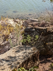 Brickellia cylindracea