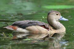 Dendrocygna javanica
