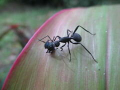 Polyrhachis armata
