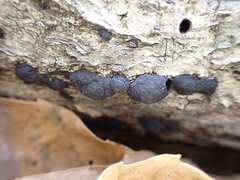 Annulohypoxylon truncatum