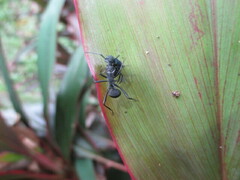 Polyrhachis armata