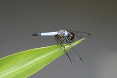 Aethriamanta gracilis