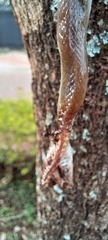 Boaedon fuliginosus